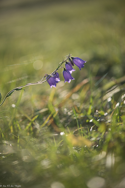  Campanule droite 