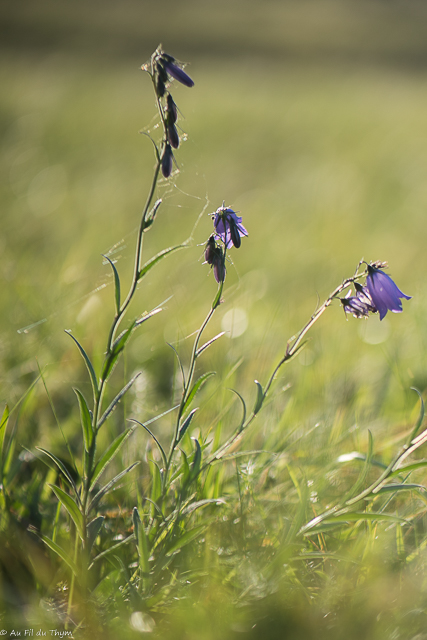  Campanule droite 