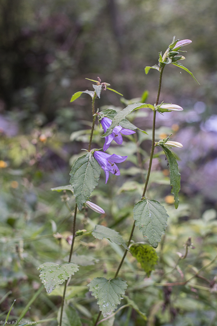  Campanule gantelées 