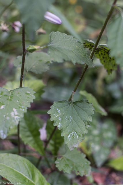  Campanule gantelées 