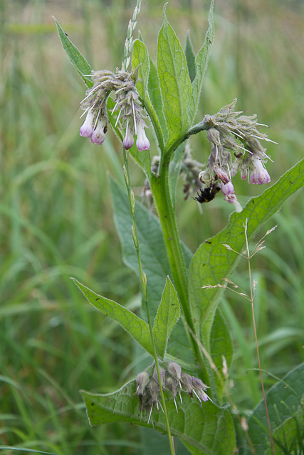  Consoude Officinale 