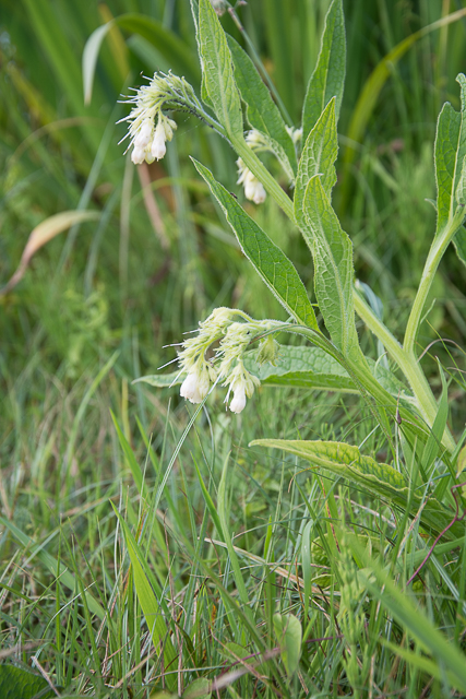  Consoude Officinale 