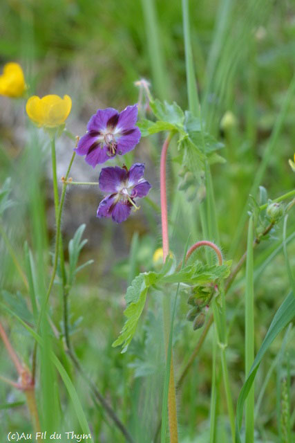  Géranium brun 