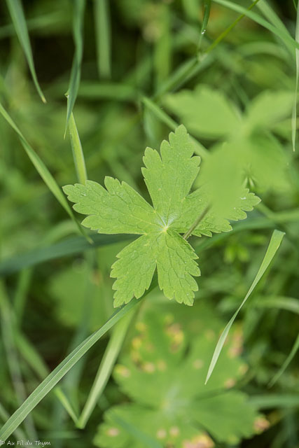  Géranium brun 