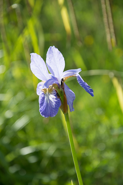  Iris de sibérie 