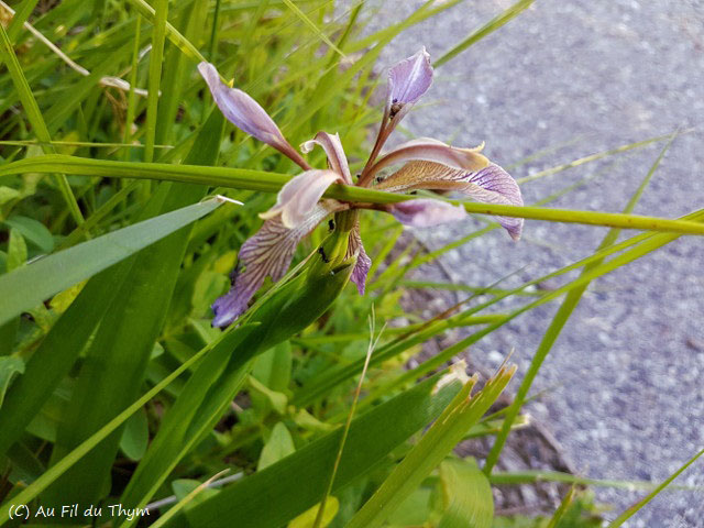  Iris fétide 