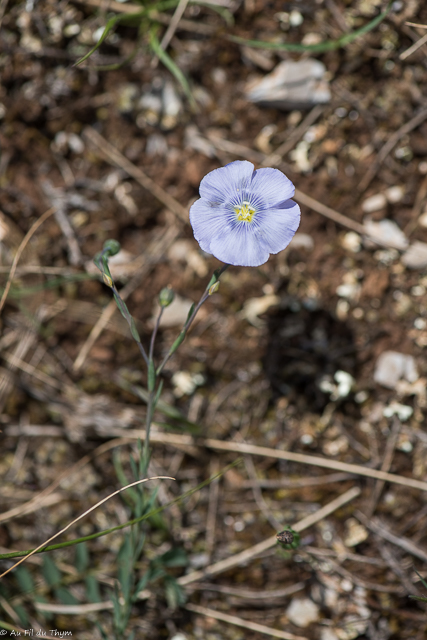  Lin d'Autriche (cultivar) 