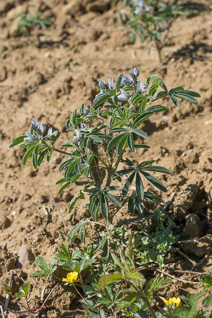  Lupin à feuilles étroites 