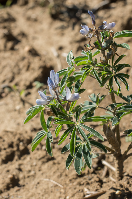  Lupin à feuilles étroites 