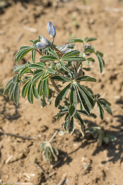  Lupin à feuilles étroites 