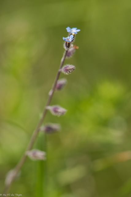  Myosotis Hérissé