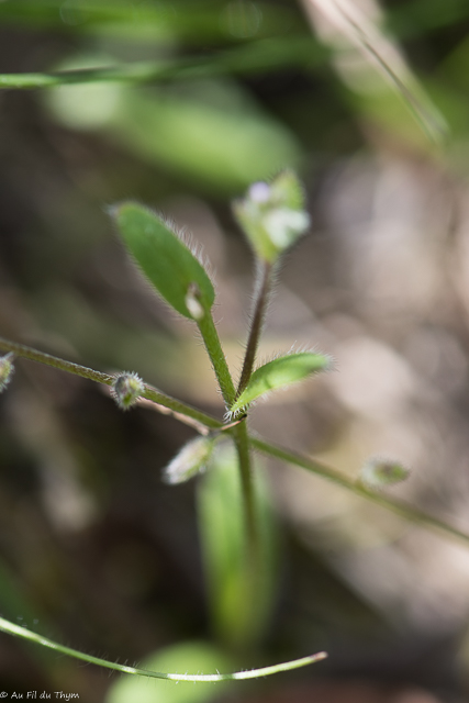  Myosotis Hérissé