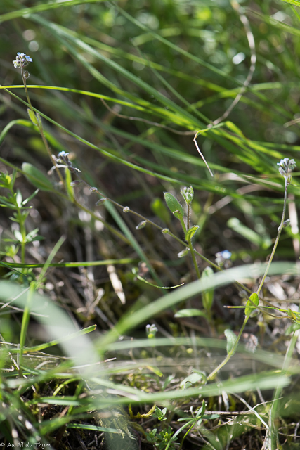  Myosotis Hérissé