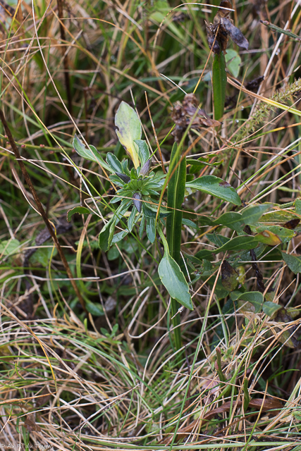  Pensée du Jura 