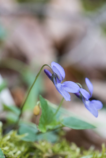  Violette des Pyrénées 