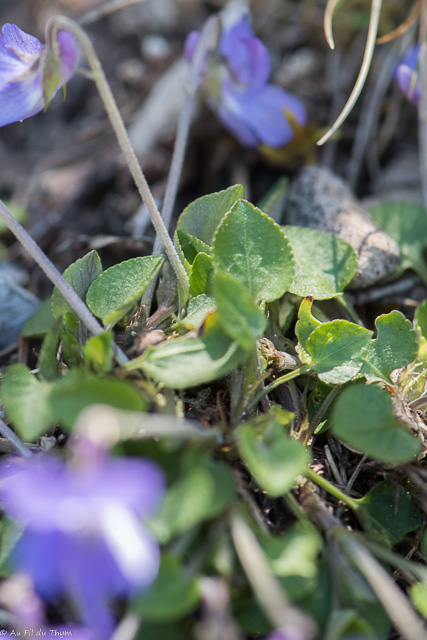  Violette des rochers 