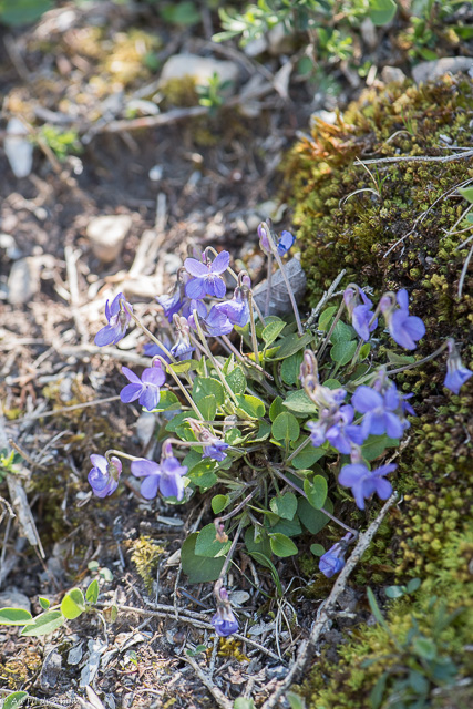  Violette des rochers 