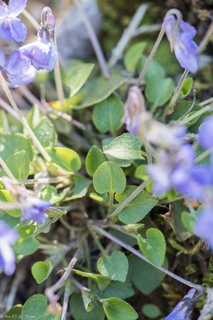  Violette des rochers 