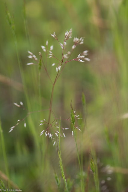  Canche caryophyllée 