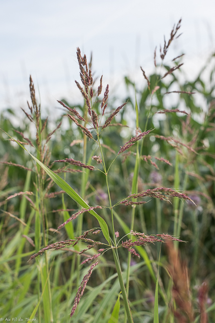  Sorgho d'Alep / Herbe de cuba 