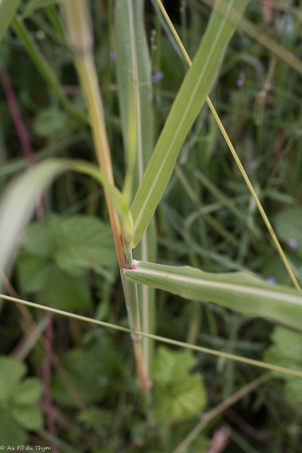  Sorgho d'Alep / Herbe de cuba 