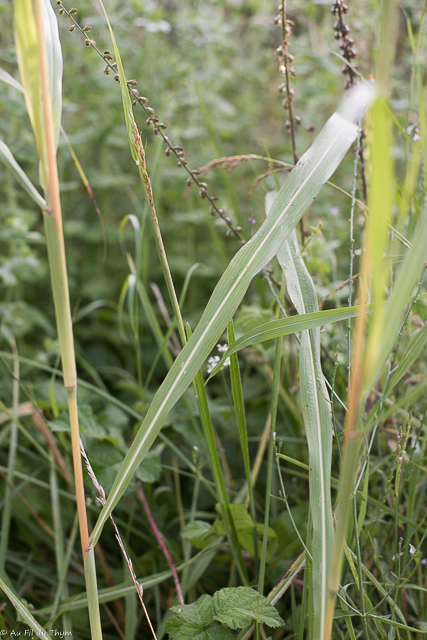  Sorgho d'Alep / Herbe de cuba 