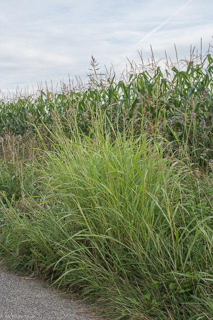  Sorgho d'Alep / Herbe de cuba 