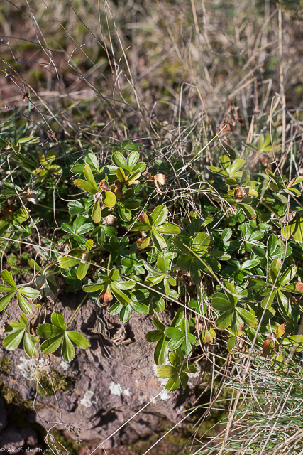  Alchemille des rochers 