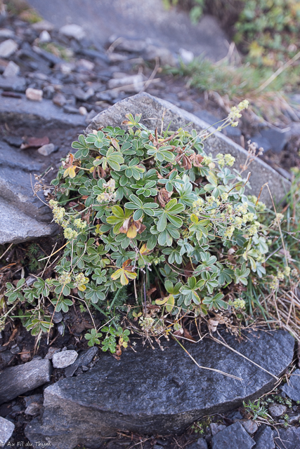  Alchemille des rochers 