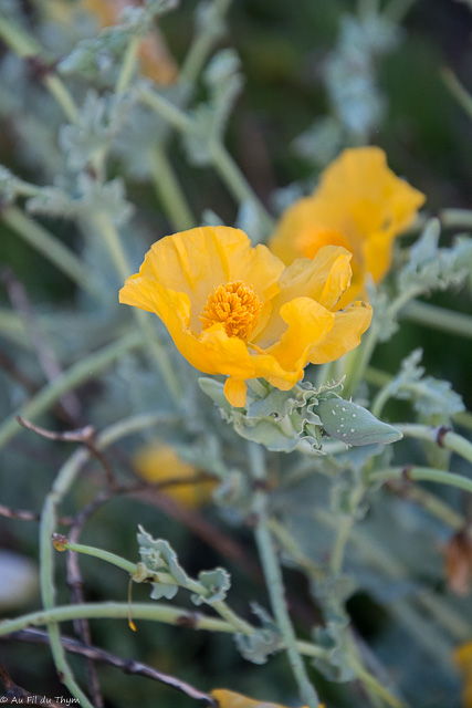  Glaucienne jaune 