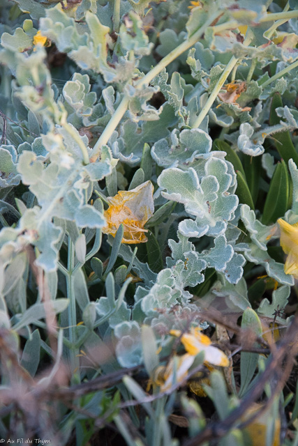  Glaucienne jaune 