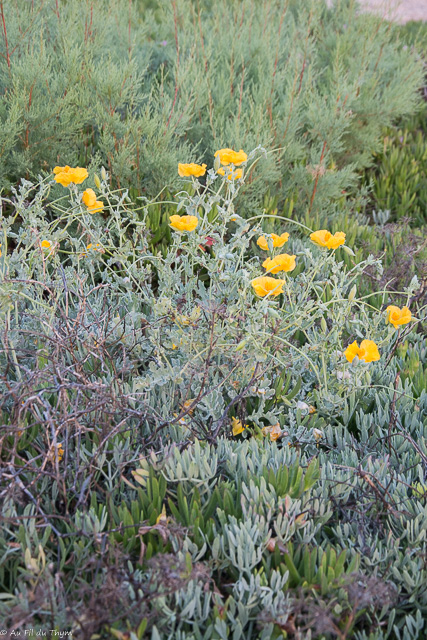  Glaucienne jaune 