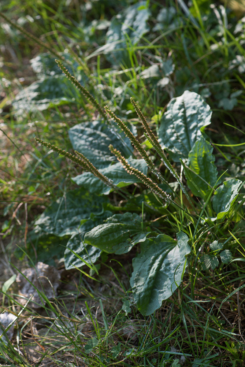  Grand Plantain 