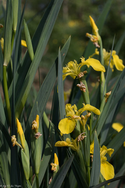  Iris aquatique 