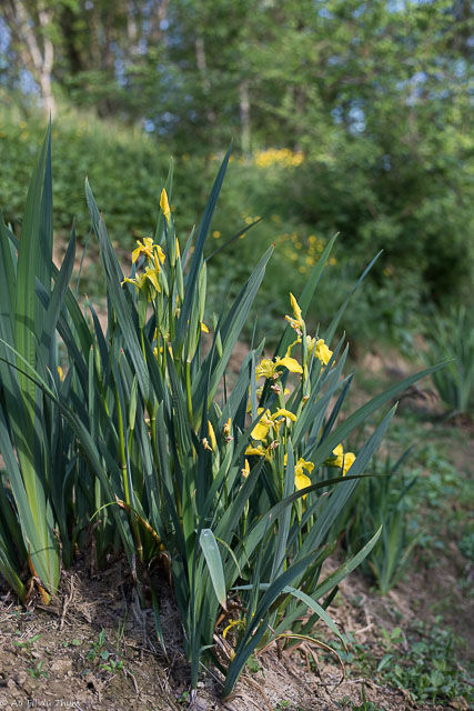  Iris aquatique 