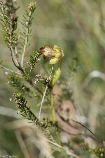  Ophrys Brun 