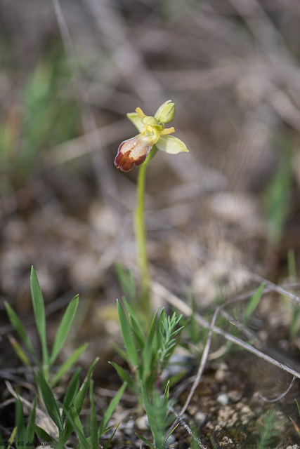  Ophrys forestieri 