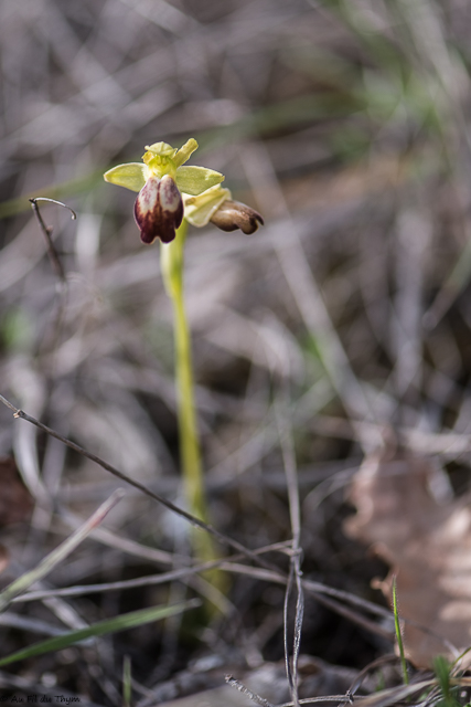  Ophrys forestieri 