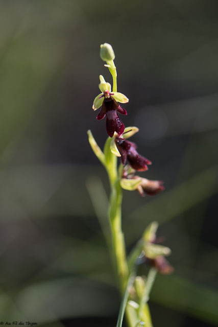 Ophrys mouche 