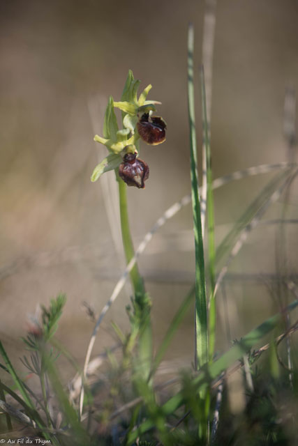  Ophrys Occidentalis / Ophyrs de mars 
