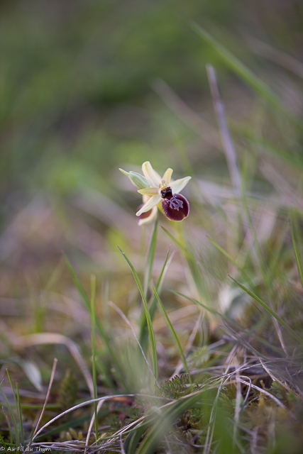  Ophrys Occidentalis / Ophyrs de mars 