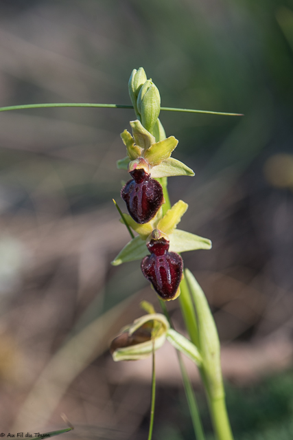  Ophrys de la passion 