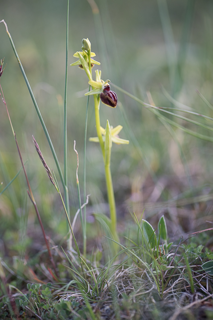  Ophrys de la passion 