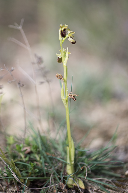  Ophrys petite araignée 