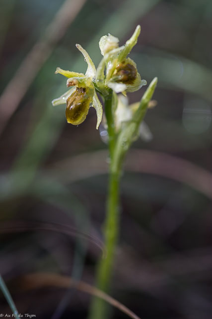  Ophrys précoce 