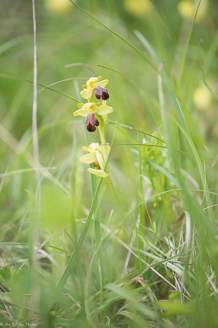  Ophrys silloné  