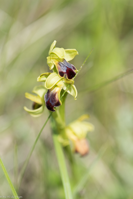  Ophrys silloné  