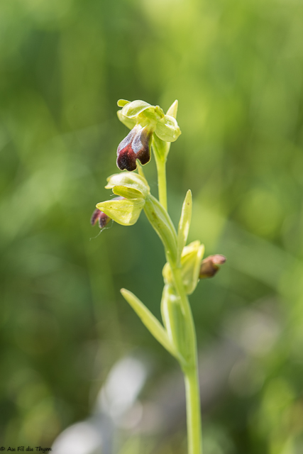  Ophrys silloné  