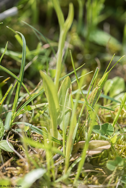  Ophrys silloné  