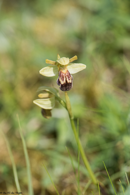  Ophrys de Gascogne 